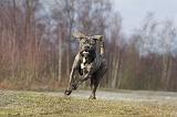 CANE CORSO 695